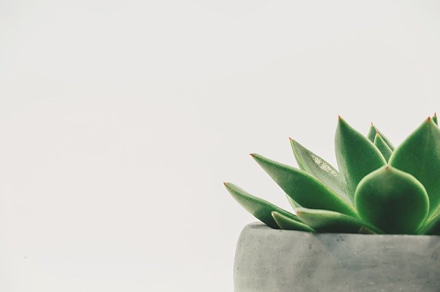 Pourquoi opter pour des plantes artificielles ?