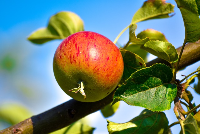 Quels sont les bienfaits de la pomme ?