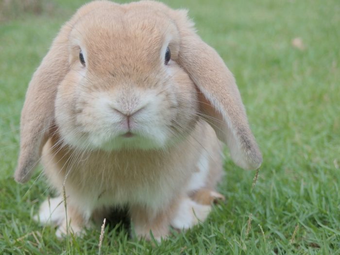 Sociabiliser un lapin nain : 5 conseils essentiels