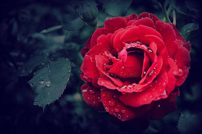 Pourquoi offrir une rose éternelle ?